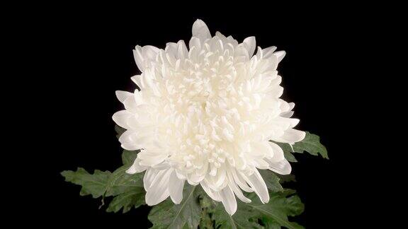 美丽的白色菊花开了