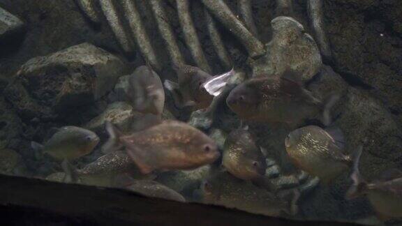 在水族馆喂养食人鱼许多食人鱼吃冻鱼