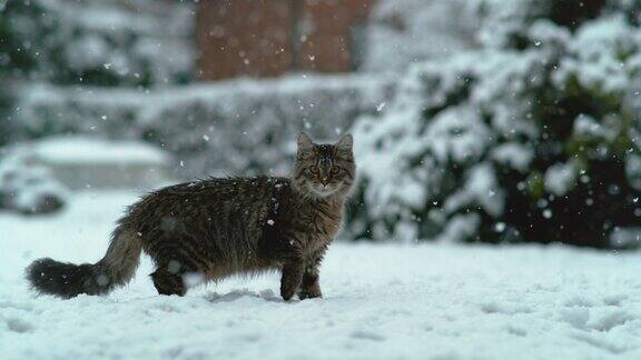 慢镜头:可爱的猫咪长着棕色的长毛站在白雪覆盖的后院