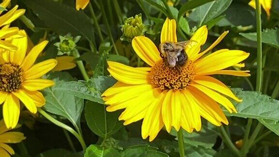 蜜蜂给一片假向日葵授粉