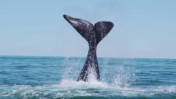 鲸鱼用尾巴拍打水
