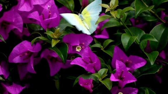 花上的蝴蝶慢镜头