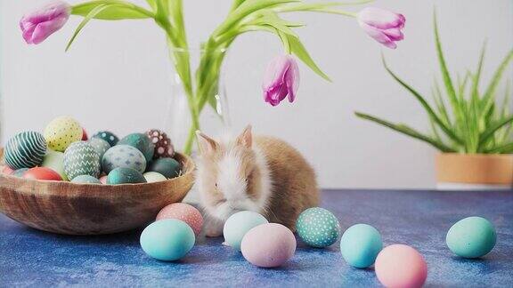 可爱的复活节兔子和五颜六色的鸡蛋和郁金香在桌子上复活节装饰