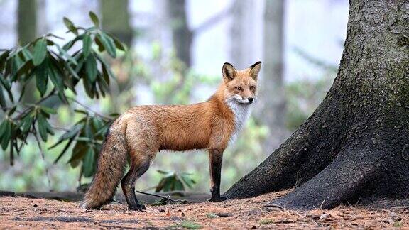 赤狐在野外是雌性动物