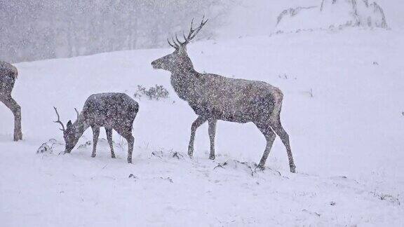 鹿在雪地上超高清视频