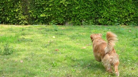 在草地上追逐网球的金毛猎犬慢镜头