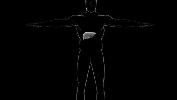 人体肝脏解剖的医学概念3D