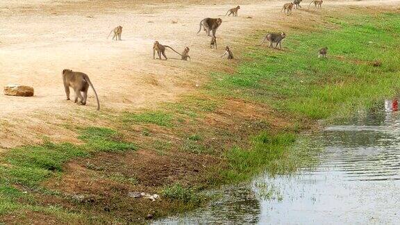 柬埔寨湖边的猴群