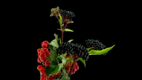 成熟的浆果在黑色背景上旋转花楸莓和接骨木莓Homopathy草药