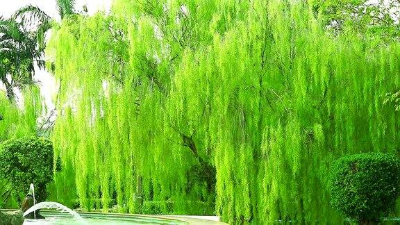 在公园里垂柳、喷泉和淡绿色的树叶随风摆动