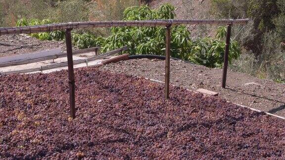 葡萄干葡萄在阳光明媚的日子里在帕塞罗晒干