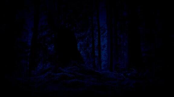 在夜晚穿过树林