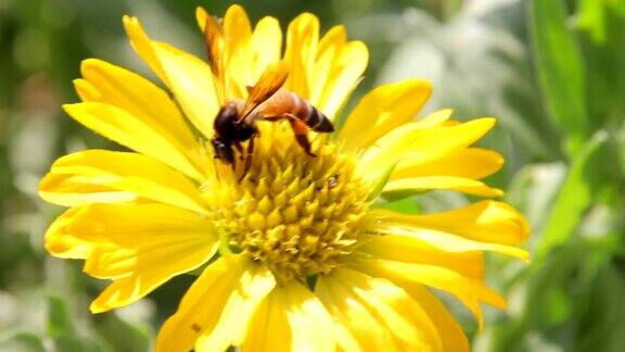 蜜蜂从花上采集花蜜