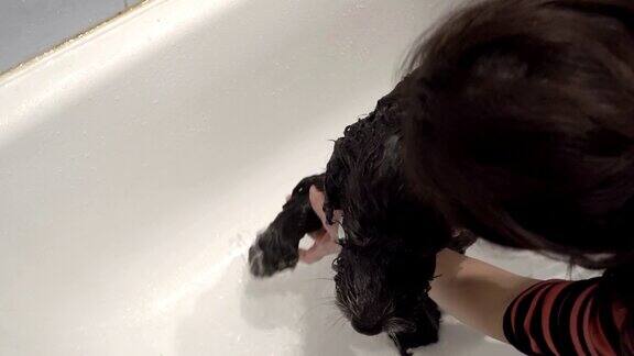 一位妇女在白浴盆里给一只黑白相间的狗洗澡然后把淋浴的水倒在它身上长着长卷毛的狗从上往下看4k