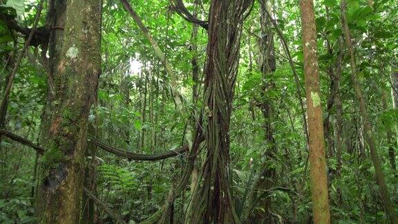 热带雨林中的藤本植物