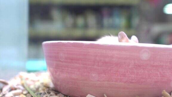 可爱的小仓鼠正在饲料碗上吃东西宠物店出售仓鼠主题在右边