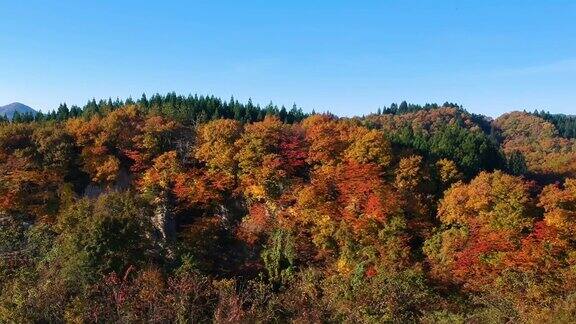 无人机拍摄的日本秋叶颜色