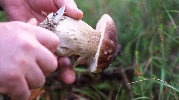 男人清洗牛肝菌男子正在用刀清理食用的牛肝菌