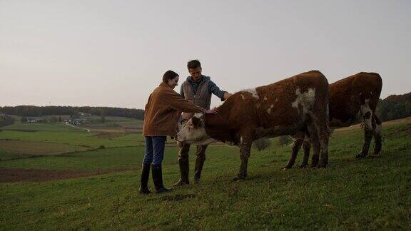 一对夫妇在牧场上抚摸两头奶牛