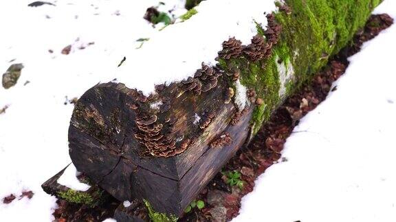 火种真菌生长在锯过的、布满苔藓的树干上