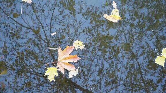 秋天枫叶漂浮在清澈的水中