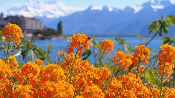 蒙特勒的阿尔卑斯山脉和日内瓦湖堤岸上的鲜花瑞士
