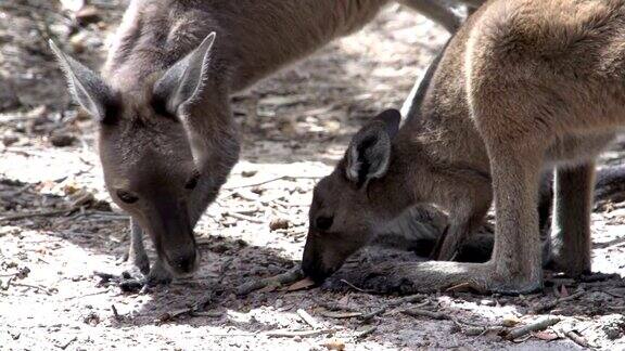 小袋鼠和袋鼠妈妈在大角国家公园吃东西