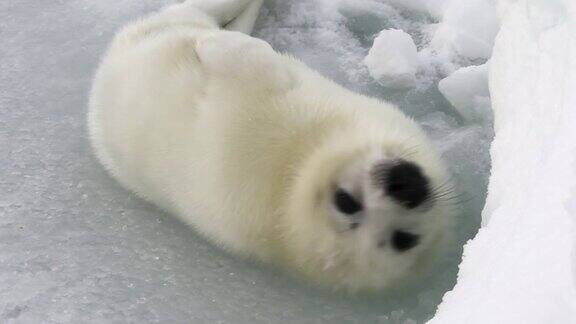 可爱的新生海豹在俄罗斯白海的冰面上