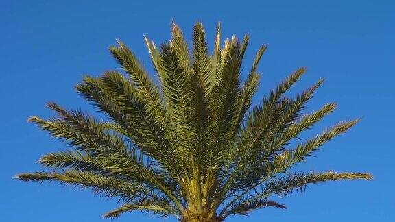 西班牙的风中棕榈树