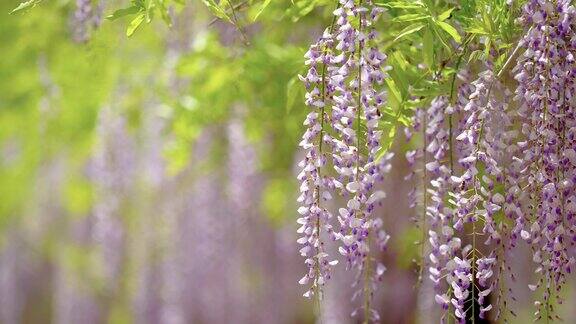 紫藤(wisteriasinensis)是紫藤属的木质、落叶、多年生攀缘藤本植物