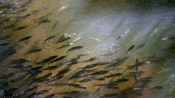 一群饥饿的鲶鱼和鲤鱼聚集在泰国的河里