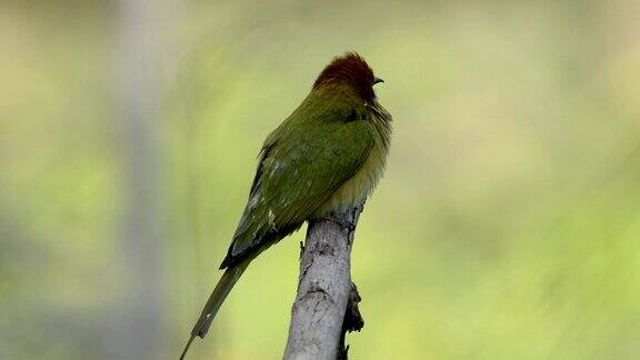 绿色的食蜂鸟栖息在一根树枝上特写