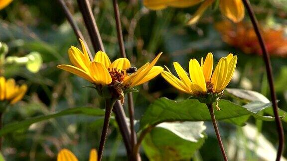 黄花和蜜蜂