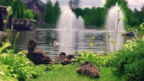 野鸭坐在城市公园的绿草地上鸭子家在公园的湖边