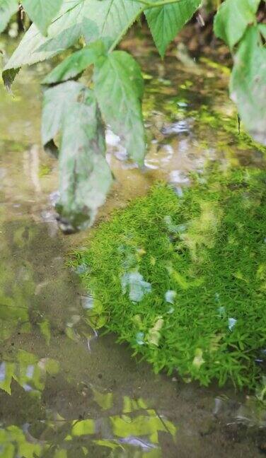 小河流在森林里有清澈的水草在底部垂直视频