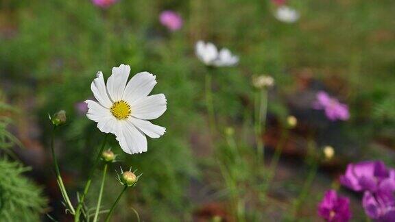 美丽的白色宇宙花盛开在自然花园与微风自然的特写