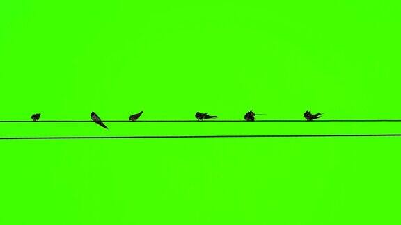 龙鸟鸟群在电缆线上在绿屏上鸟类在自然界的行动野生动物为创意设计视频美丽的树上翅膀的鸟类自下而上的视图绿屏视频概念