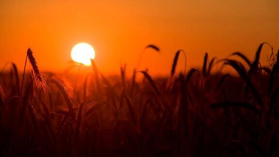 MSDS小麦在日落