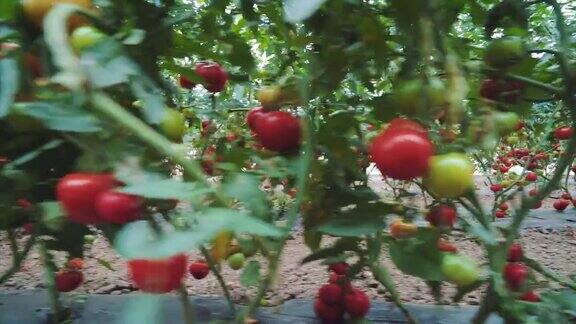 温室里的番茄