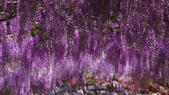 意大利佛罗伦萨著名的Bardini花园美丽的紫色紫藤随风摇曳