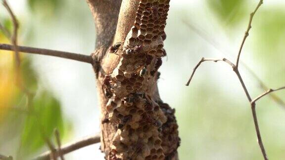 黄蜂昆虫和巢在树上模糊的背景