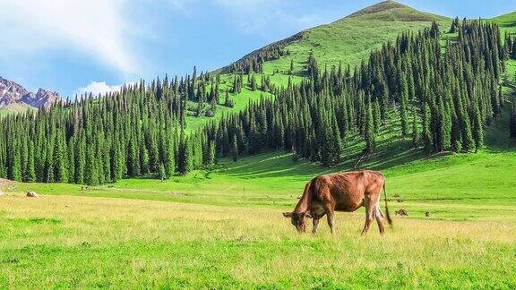 牧场景观牛群在绿色的草地上吃草