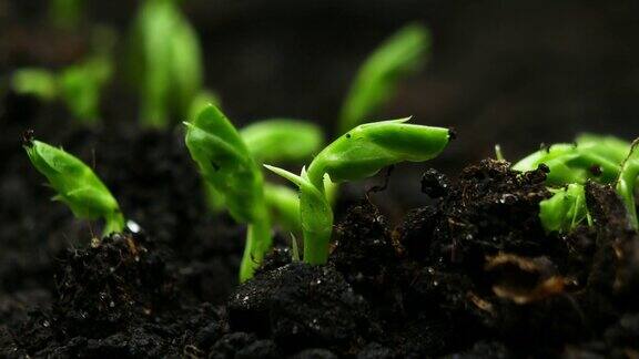 温室中春播期新生豌豆植株发芽延时