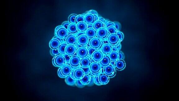 正在生长或增殖的细胞呈蓝色