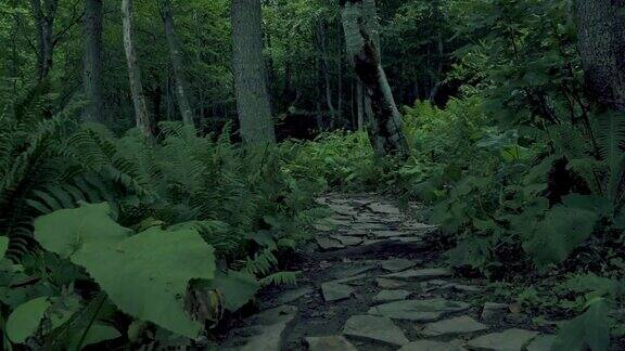 漫步穿过雾蒙蒙的绿色森林
