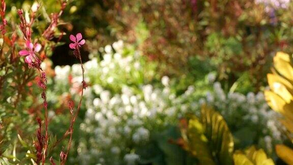 五颜六色的野花盛开春天清晨的草地天然的植物背景花娇嫩柔焦点园艺产于美国加利福尼亚州多彩的浪漫的春天植物草本植物种类