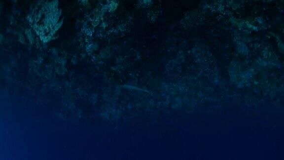 在深海中游动的白鳍鲨