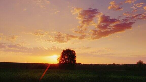 日落在麦田里的小麦幼苗地平线上有一棵孤独的树的剪影Copyspace组成