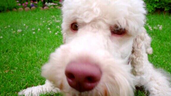 爱玩的狗吃草白色的狗看着相机的特写