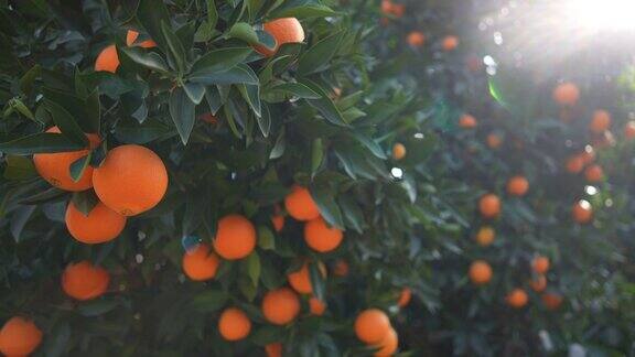 在一个阳光明媚的日子里橘子园的橘子园